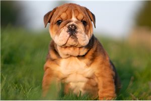 Puja - English Bulldog for sale