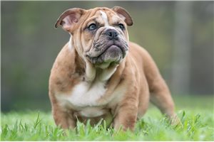 Aiden - English Bulldog for sale