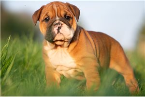 Precious - English Bulldog for sale