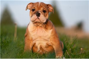 Pascal - English Bulldog for sale