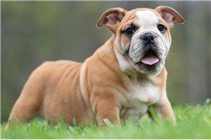 Aurora - English Bulldog for sale