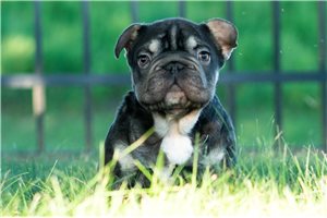 Wally - French Bulldog for sale