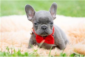 Denton - French Bulldog for sale