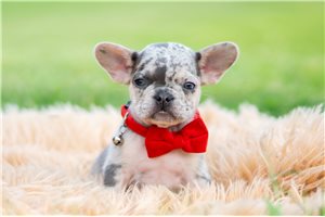 Dalton - French Bulldog for sale