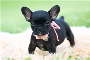 Daria - French Bulldog for sale