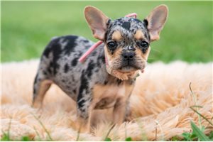 Daisy - French Bulldog for sale