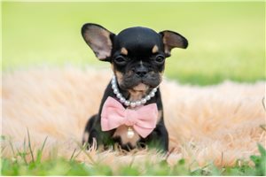 Dory - French Bulldog for sale