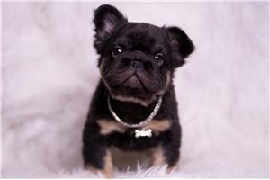 Andrew - French Bulldog for sale