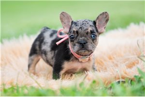 Diana - French Bulldog for sale