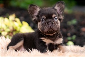 Earnest - French Bulldog for sale