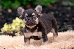 Dusk - French Bulldog for sale
