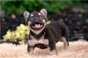 Dusk - French Bulldog for sale