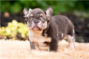 Dulia - French Bulldog for sale
