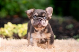Echo - French Bulldog for sale