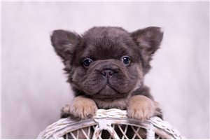 Adeline - French Bulldog for sale