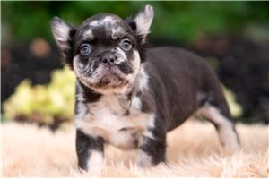 Duchess - French Bulldog for sale