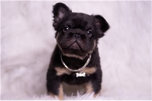 Andrew - French Bulldog for sale