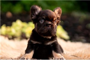 Easton - French Bulldog for sale