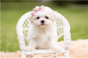 Polly - Maltese for sale