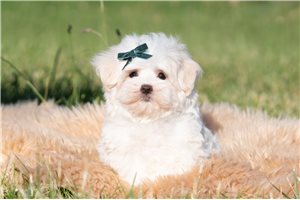 Magnus - Maltese for sale