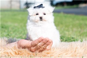 MacGregor - Maltese for sale