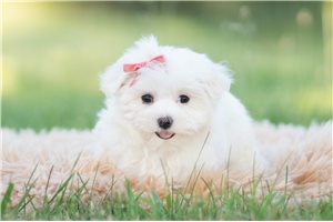 Celtie - Maltese for sale