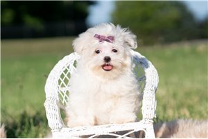 Jules - Maltese for sale