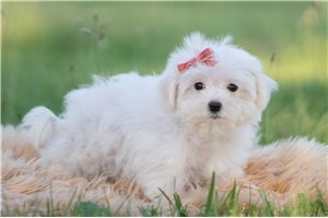 Genie - Maltese for sale