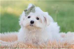 Gerald - Maltese for sale