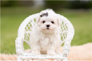 Tony - Maltese for sale