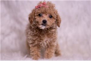 Kira - Malti Poo - Maltipoo for sale