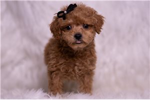 Kash - Malti Poo - Maltipoo for sale