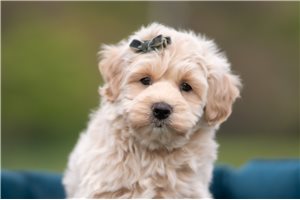 Charles - Malti Poo - Maltipoo for sale