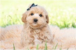 Hamish - Malti Poo - Maltipoo for sale