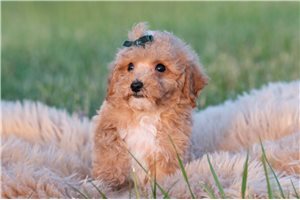 Ombre - Malti Poo - Maltipoo for sale