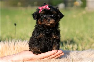 Trina - Malti Poo - Maltipoo for sale