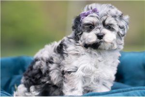 Smithy - Malti Poo - Maltipoo for sale