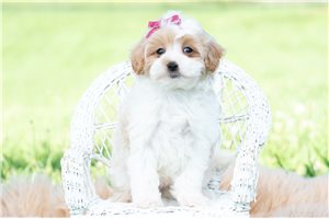 Hadley - Malti Poo - Maltipoo for sale