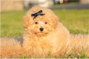 Nano - Malti Poo - Maltipoo for sale