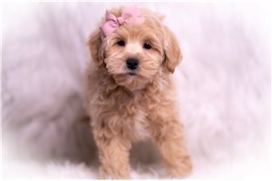 Navy - Malti Poo - Maltipoo for sale