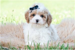 Jabari - Malti Poo - Maltipoo for sale
