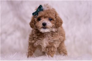 Klay - Malti Poo - Maltipoo for sale