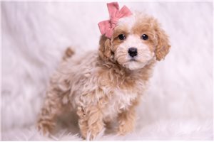 Nora - Malti Poo - Maltipoo for sale