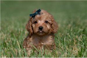 Reid - Malti Poo - Maltipoo for sale