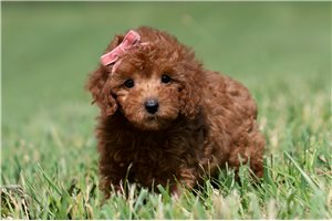 Ruby - Malti Poo - Maltipoo for sale