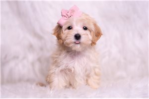 Noelle - Malti Poo - Maltipoo for sale