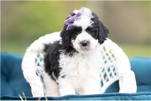 Zara - Malti Poo - Maltipoo for sale
