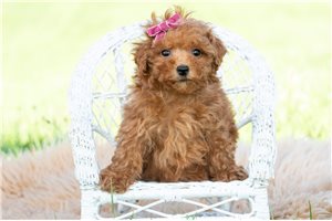 Jadis - Malti Poo - Maltipoo for sale
