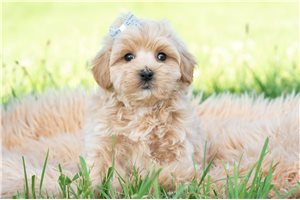 Hamlet - Malti Poo - Maltipoo for sale