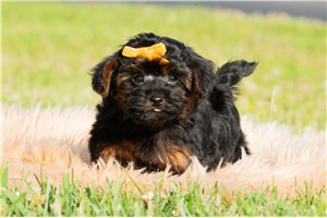 Kaelyn - Malti Poo - Maltipoo for sale